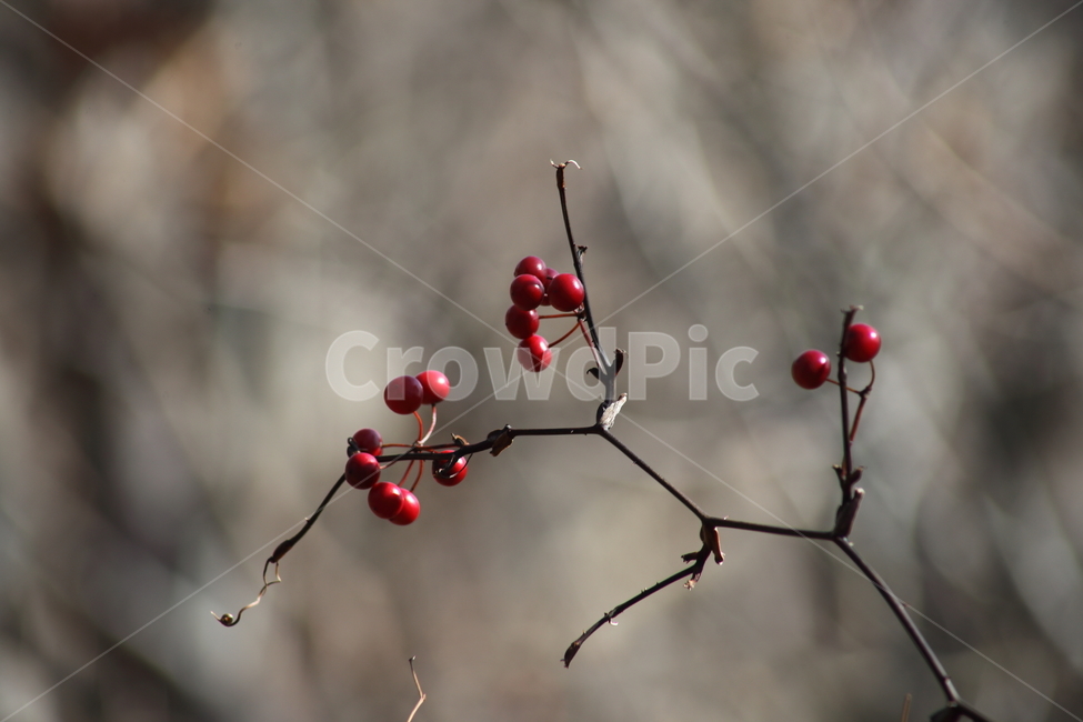 청미래덩굴,열매,식물,약용식물,chinaroot,식물,자연,plants,nature,과일,열매,fruit