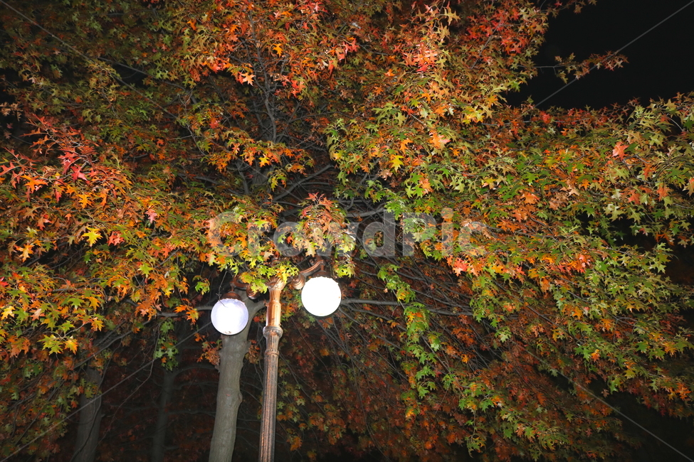 나무,단풍,단풍나무,자연,가을,나뭇잎,식물,가로등,야경,가을,계절,fall,autumn,season,자연,풍경,nature,landscape,야경,밤,nightscape,night,plant,leaf,잎,tree,maple