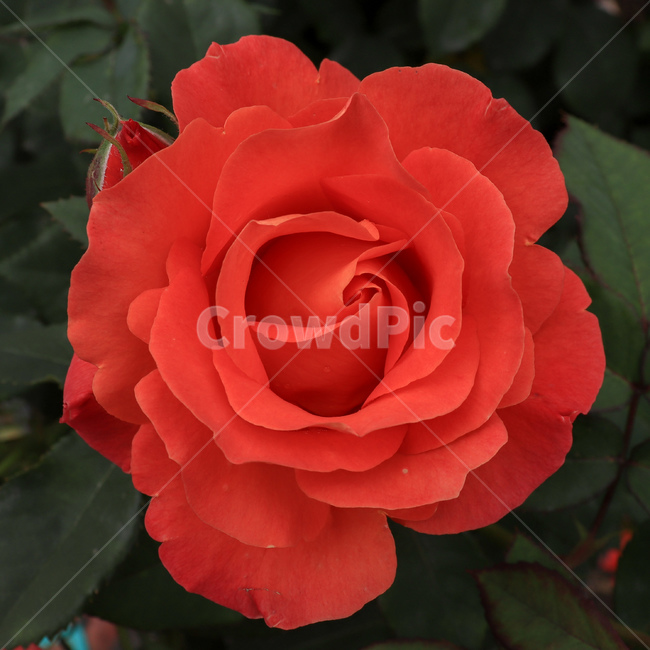 꽃,장미,rose,redrose,붉은장미,장미꽃,꽃잎,야생식물,야생화,wildflower,wildplant,꽃말,symbolism,petal,flower,식물,자연,plants,nature,꽃,flower