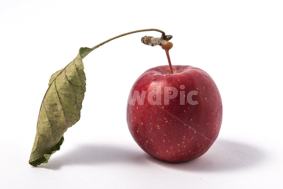 red,apple,fruit,small apple,flower apple,leaf,mini apple,vitamin,rubies