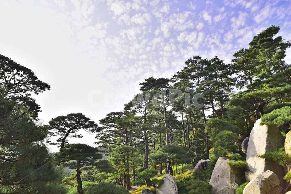 소나무,화담숲,정원,가든,수목원,침엽수,상록수,파인트리,pinetree,forest,green,tree,plant,나무,식물,vegetation,초목,background,풍경,배경,백그라운드,한국자연경관,숲,그리너리,자연,네추럴,natural,환경,environment,healing,힐링,한국자연풍경,아웃도어,옥외,야외,outdoor,landscape,정원석,암석,돌,자연,풍경,nature,landscape