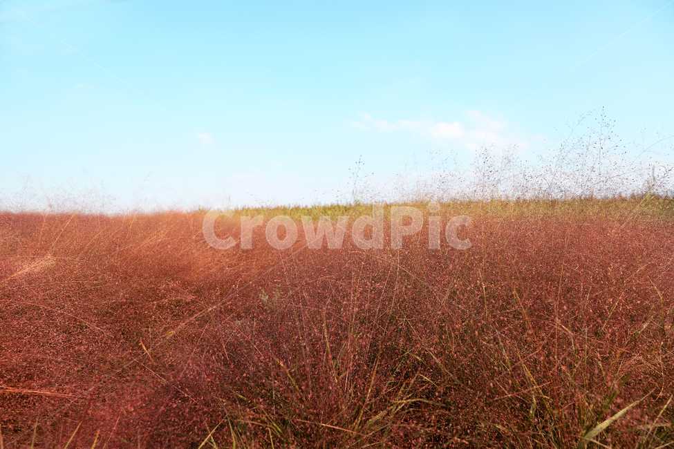 산,핑크뮬리,숲,자연,핑크색풀,자연,풍경,nature,landscape,outdoors,옥외