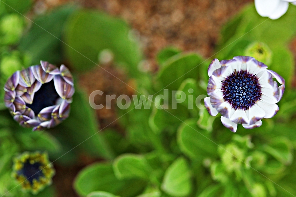 꽃,식물,공원,자연,배경,식물,자연,plants,nature,꽃,flower
