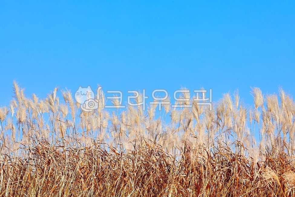억새밭,억새,억새꽃,가을,파란하늘,푸른하늘,하늘,계절,자연,풍경,식물,하늘공원,상암하늘공원,10월,11월,공원,야외,silvergrass,autumn,bluesky,sky,season,nature,landscape,plant,skypark,sangamskypark,october,november,park,outdoor