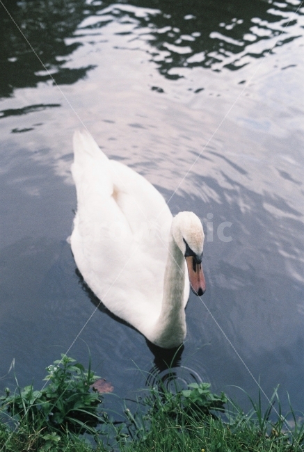 백조,새,호수,물가,독일,여행,자연,풀,잔디,동물,animal,조류,새,birds