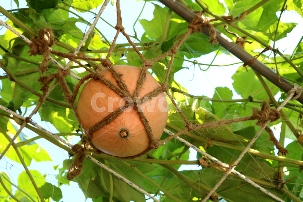 박,호박,식물,덩굴식물,열매,넝쿨식물,자연,식물,자연,plants,nature,과일,열매,fruit