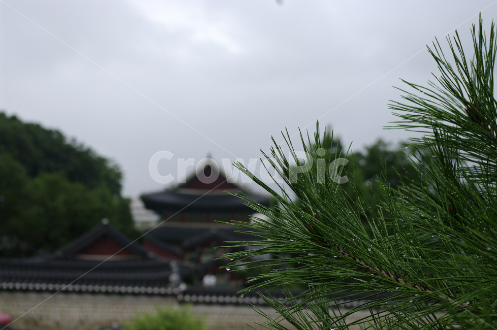 물방울,비,잎,식물,plant,자연,nature,식물,자연,plants,nature,비,비오는날,rain,rainy
