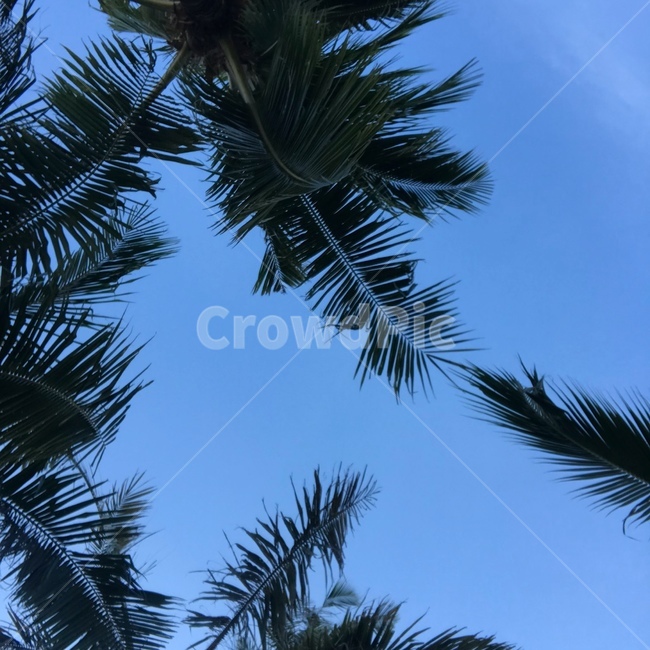 plant,식물,나무,arecaceae,야자수