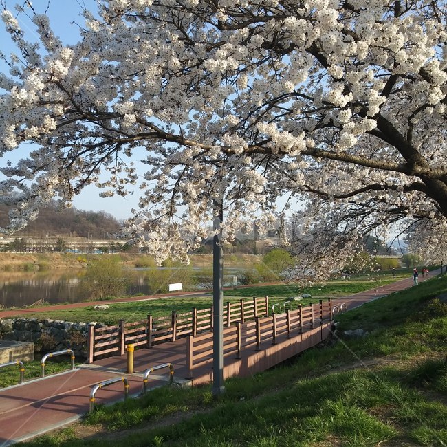 벚꽃,공원,강변,갑천,산책로,cherryblossom