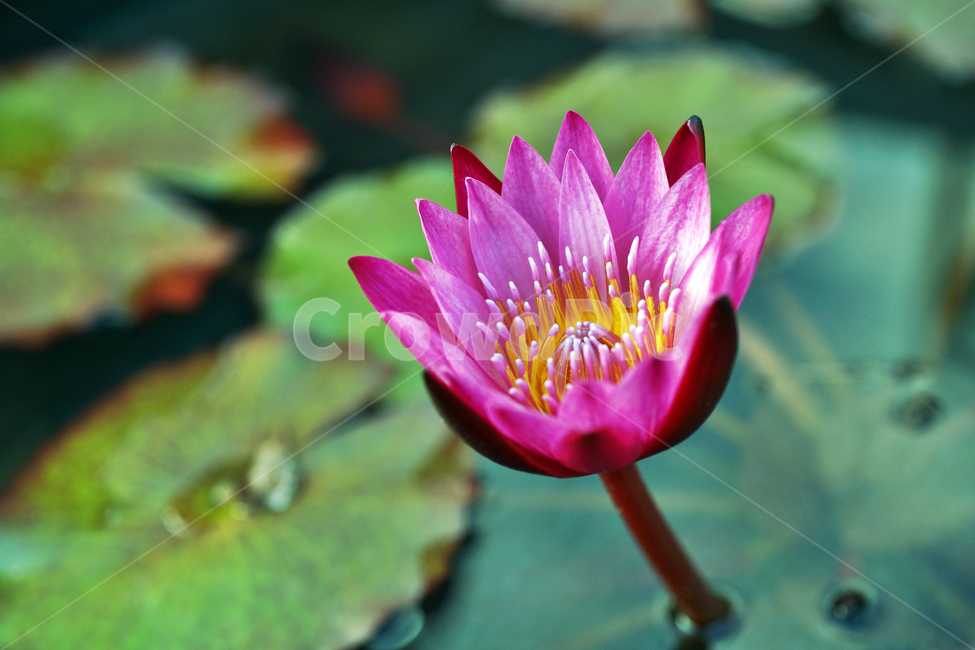 수련,연꽃,꽃,계절,분홍수련,연,수생식물,식물,자연,plants,nature,꽃,flower