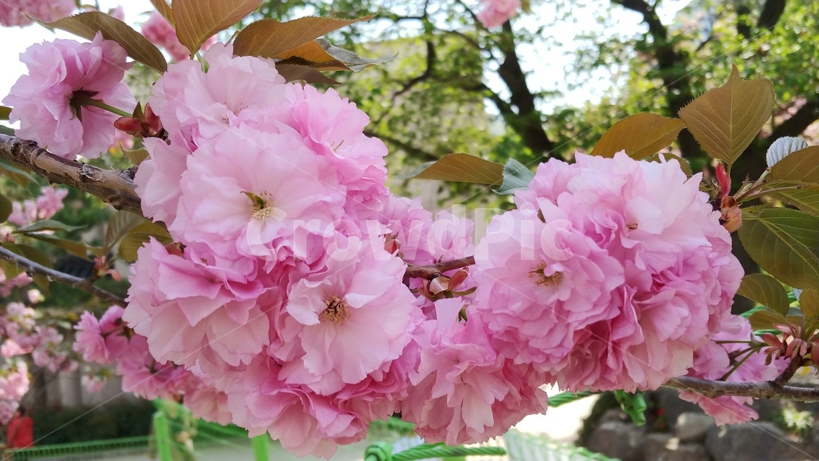 식물,꽃,flower,겹벚꽃,핑크,분홍,벚꽃,봄,계절