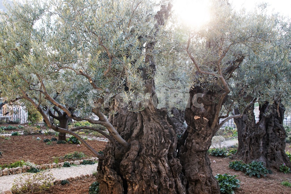나무,자연,식물,올리브나무,초록색,nature,trees,이스라엘,고목,햇빛,식물,자연,plants,nature,나무,trees,wood