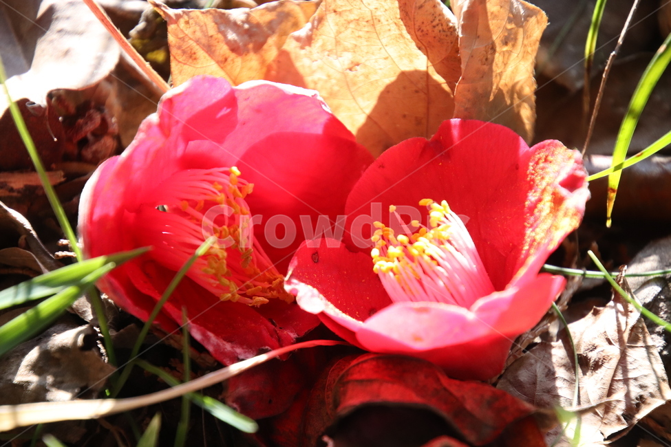 나무,꽃,겨울,봄,동백,식물,자연,plants,nature,꽃,flower