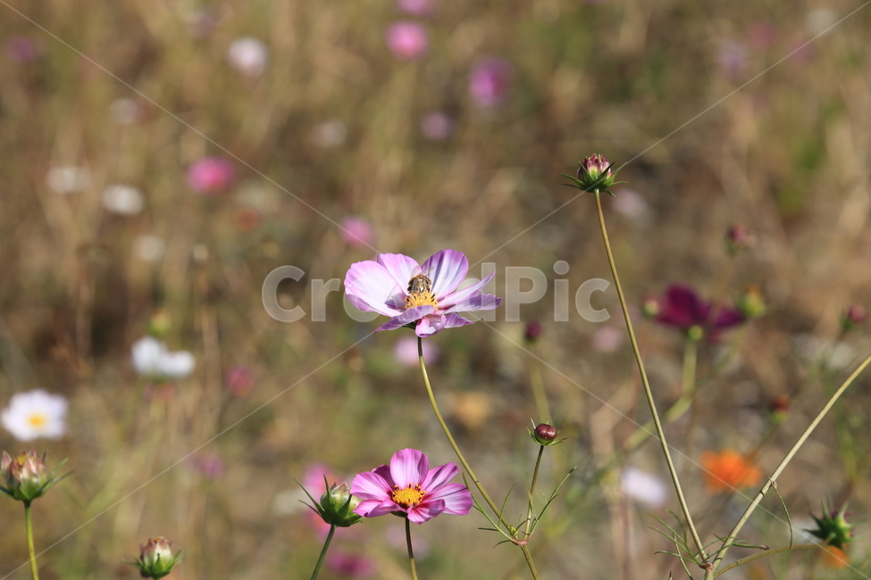 꽃,식물,flower,코스모스,가을꽃,벌,cosmos,bee