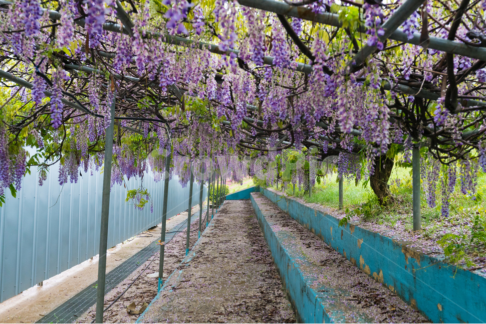 등나무꽃,보라색,풀,자연,등꽃,flower,계단,운동장,나무,식물,자연,plants,nature,꽃,flower