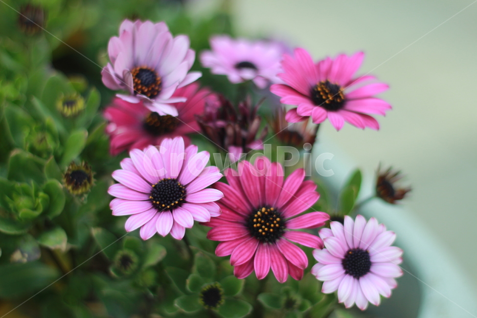 꽃,봄꽃,식물,flower,plants,봄,계절,spring,season,식물,자연,plants,nature,꽃,flower,plant,daisies,데이지,blossom,daisy