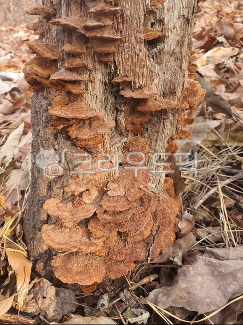 Medicinal mushrooms,dried mud mushrooms,golden situation,oak tree host,Oak tree situation,mushroom,situation mushroom