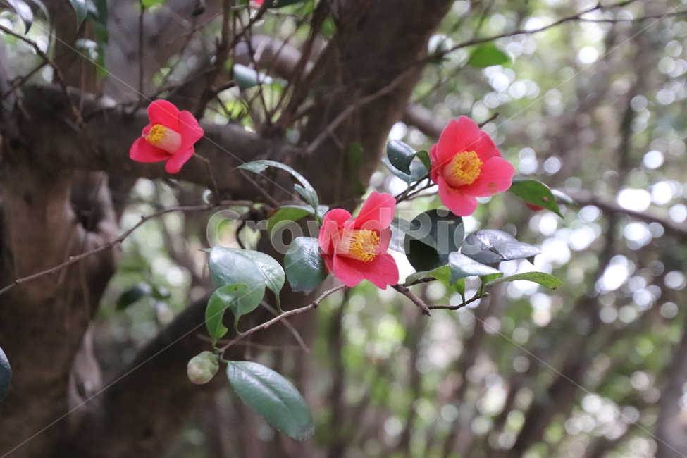 나무,꽃,겨울,봄,동백,식물,자연,plants,nature,꽃,flower