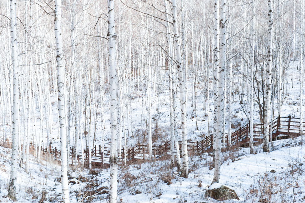 풍경,자작나무숲,인제,인제자작나무숲,겨울,winter,snow,눈,겨울,계절,winter,season,자연,풍경,nature,landscape,outdoors,옥외