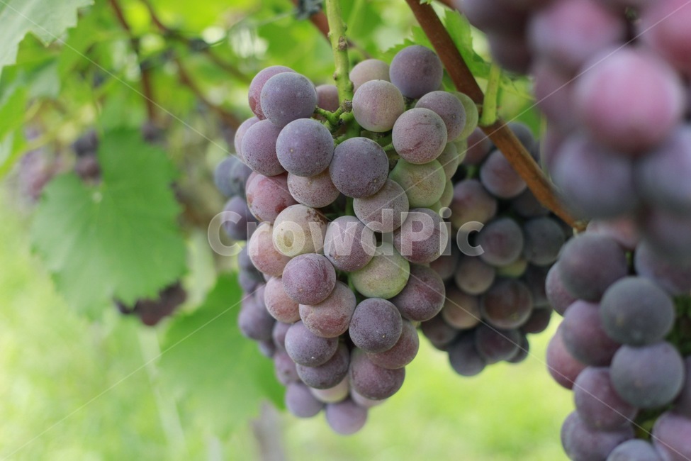 거봉,포도,자옥,grape,포도나무,과일,열매,fruit,산업,industry,industrial,농업,농사,agriculture,farming,farming industry
