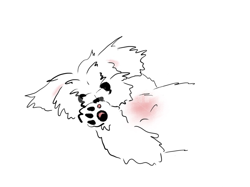 강아지,일러스트,손짓,말티즈,발바닥,동물,animal,개,강아지,dog,doggy,그래픽,일러스트레이션,graphic,illustration