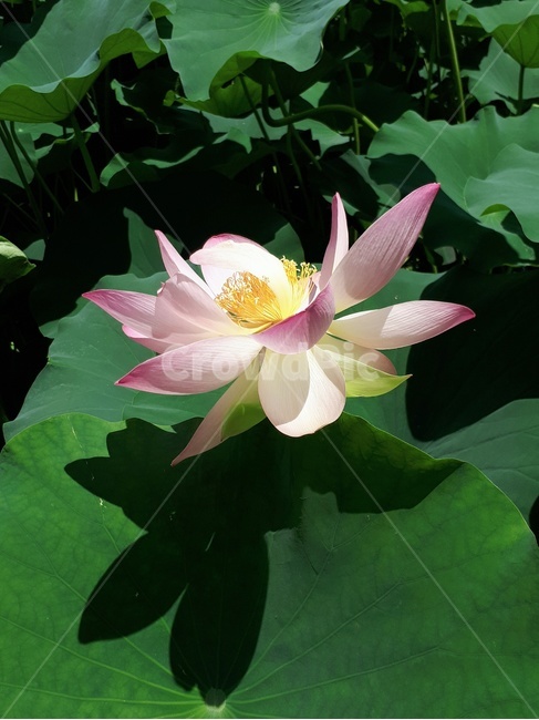 연꽃,분홍색꽃,잎,초록색,자연,식물,자연,plants,nature,꽃,flower