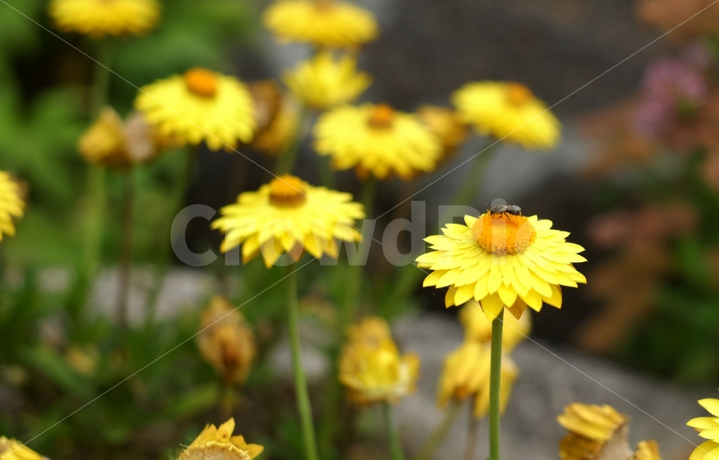꽃,꽃사진,들꽃,플라워,벌,꿀벌,봄,식물,자연,plants,nature,동물,animal,곤충,벌레,insect,bug,꽃,flower