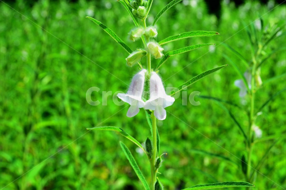 참깨,참깨꽃,임자,호마,재배식물,일년생,참깻과,식물,자연,plants,nature,꽃,flower