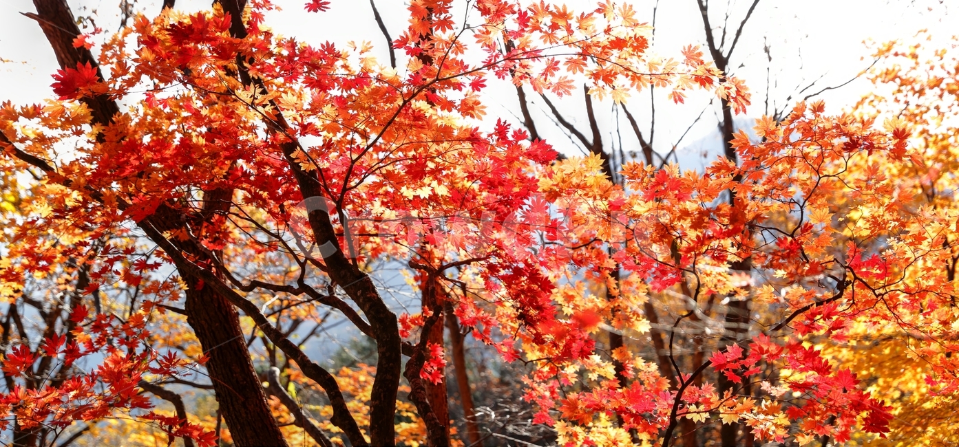 대관령,가을,단풍,대관령옛길,반정,길,가을,계절,fall,autumn,season,식물,자연,plants,nature,나무,trees,wood,plant,leaf,잎,tree,maple