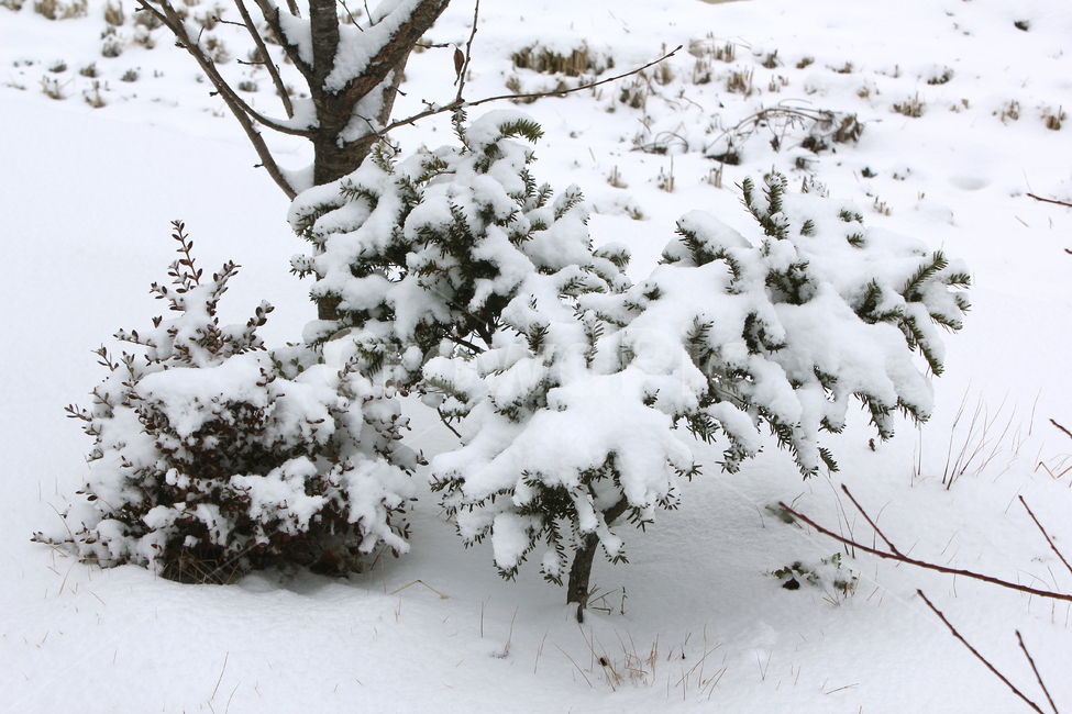 겨울,나무,눈,눈쌓인,폭설,식물,자연,풍경,스노우,snow,실외,겨울,계절,winter,season
