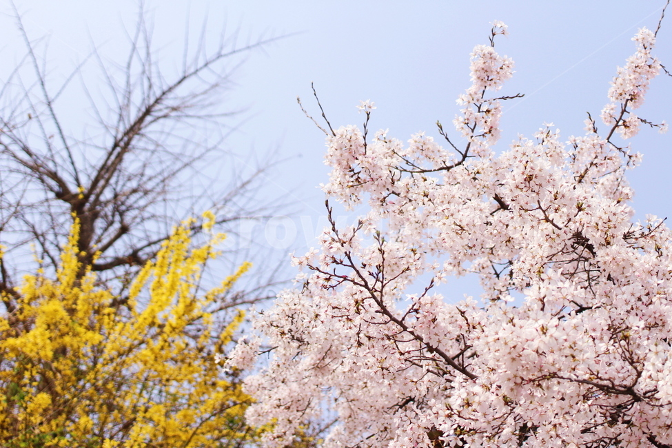 개나리,벚꽃,봄,flower,꽃,콜라보,식물,나무,봄,계절,spring,season,식물,자연,plants,nature,꽃,flower,plant,blossom
