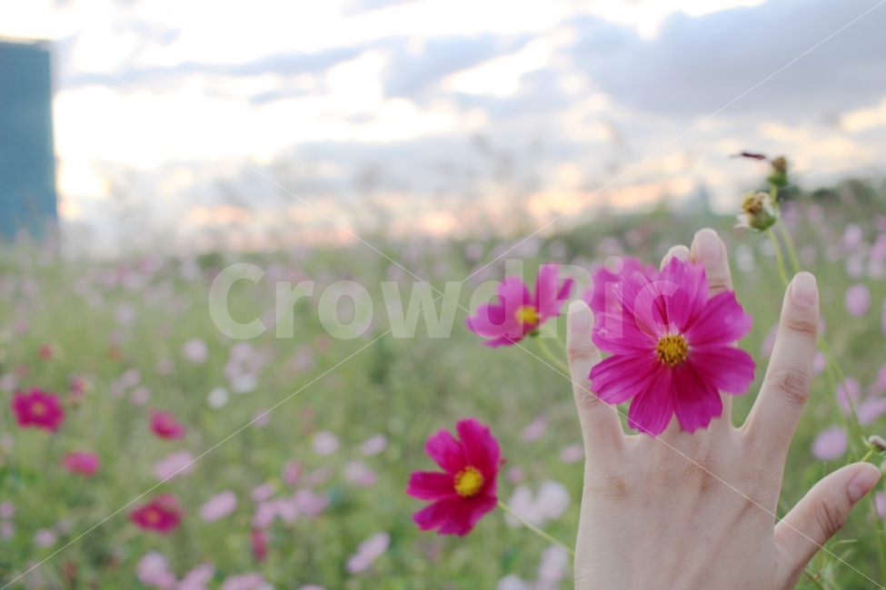 가을,꽃반지,소녀,감성,코스모스,꽃,자연,풍경,하늘,구름,풍경사진,감성사진,가을,계절,fall,autumn,season,식물,자연,plants,nature,꽃,flower,사람,인물,인간,human,person,신체일부,몸,body,감성,sensible,feeling,geranium,제라늄,plant,blossom,petal,꽃잎