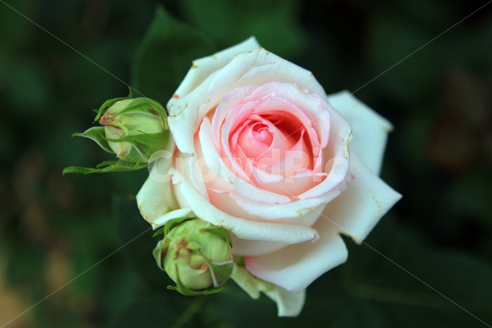 장미,꽃,flower,장미꽃,rose,꽃잎,꽃망울,꽃송이