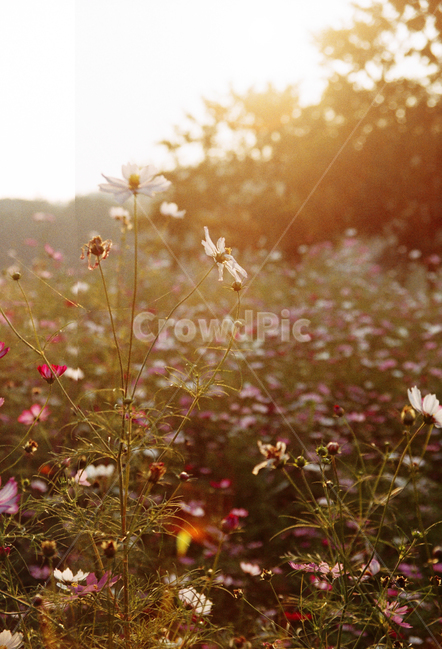 코스모스,가을,노을,식물,빛,가을,계절,fall,autumn,season,식물,자연,plants,nature,꽃,flower,plant