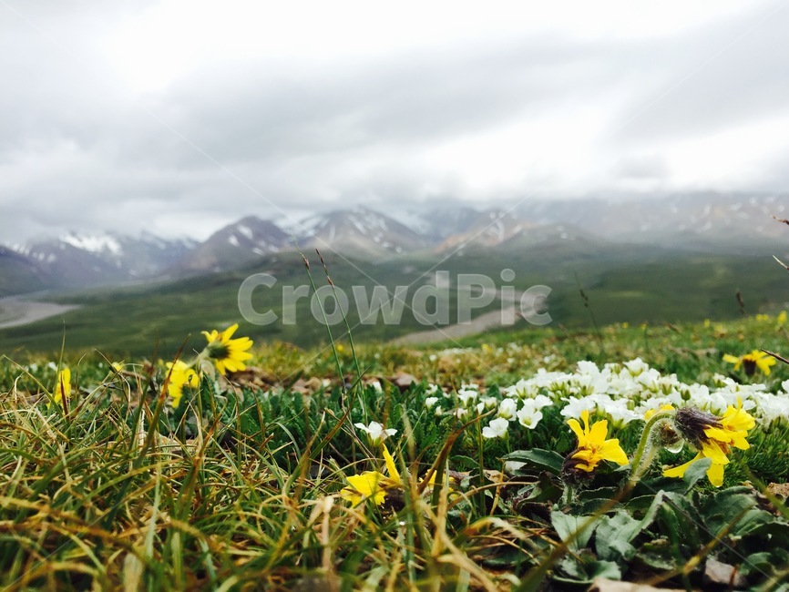 알래스카,꽃,만년설,자연,길,대자연,nature,outdoors,들
