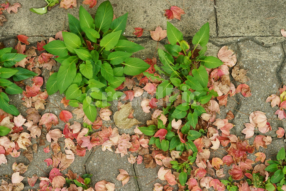 가을,낙엽,자연,red,autoum,가을,계절,fall,autumn,season,plant,식물,leaf,잎,ground,바닥