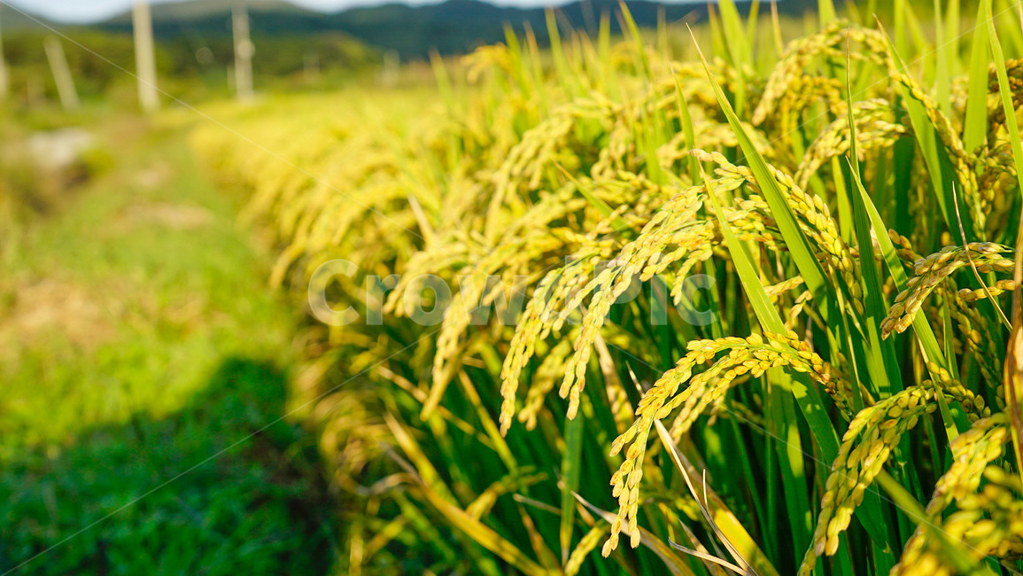 벼,쌀,벼농사,가을,곡물,쌀알,가을,계절,fall,autumn,season,산업,industry,industrial,농업,농사,agriculture,farming,farming industry,vegetation,초목,plant,식물,field,들