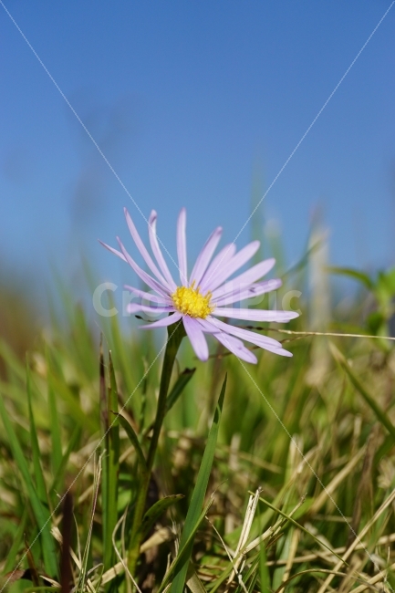 꽃,꽃사진,플라워,식물,이파리,flower,flowers,plants,plant,snap,snapshot,스냅,스냅사진,스넵,스넵사진,감성,감성사진,자연,풍경,nature,landscape,가을,가을꽃,계절,season,fall,autumn,쑥부쟁이,10월,October,꽃밭,가든,정원,flowerbed,flowergarden,식물,자연,plants,nature,꽃,flower