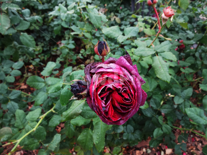 아스트리드그라핀폰하덴베르그,astridgrafinvonardenberg,적자색,독일장미,와인색,antiquetouchroses,식물,꽃,장미,봄,공원,봉오리,꽃잎,꽃망울,비,꿀은,꽃송이,야외,물방울,자연,봄비,화원,검정장미,흑장미,plant,flower,rose,spring,park,petal,bud,rain,nectar,blossom,outdoor,dropofwater,nature,springrain,thescenery,flowergarden,whiterose,lotuspink,blackrose