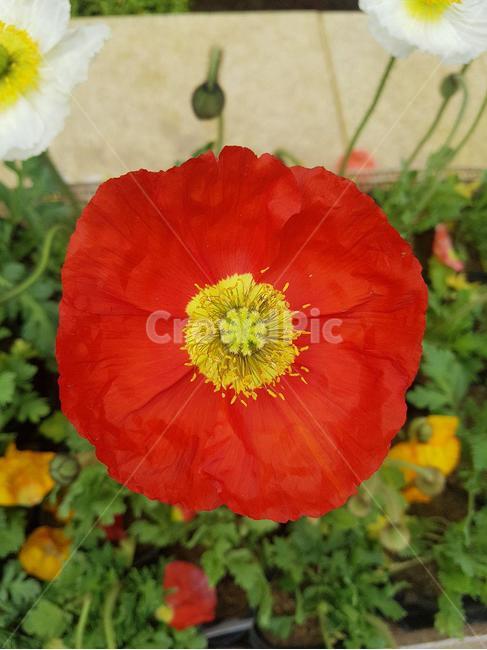 빨간꽃,레드꽃,붉은꽃,적색꽃,빨간색꽃,활짝핀꽃,만개,red,식물,자연,plants,nature,꽃,flower