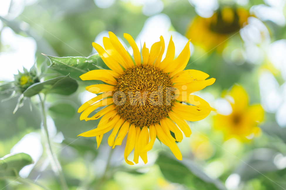 꽃,flower,자연,식물,해바라기,노란해바라기,plant,blossom