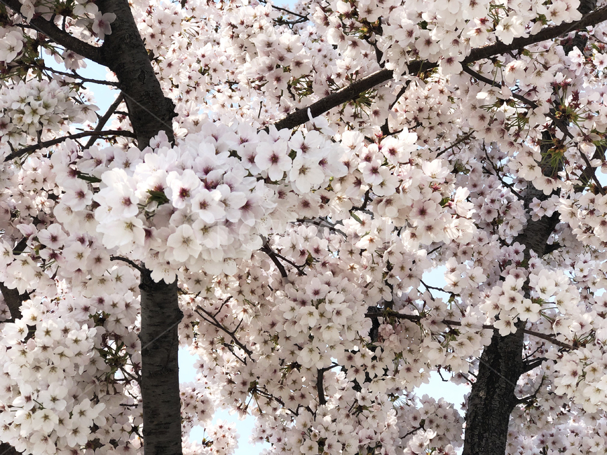 plant,식물,blossom,꽃,벚꽃,flower,cherryblossom,봄,spring,봄,계절,spring,season