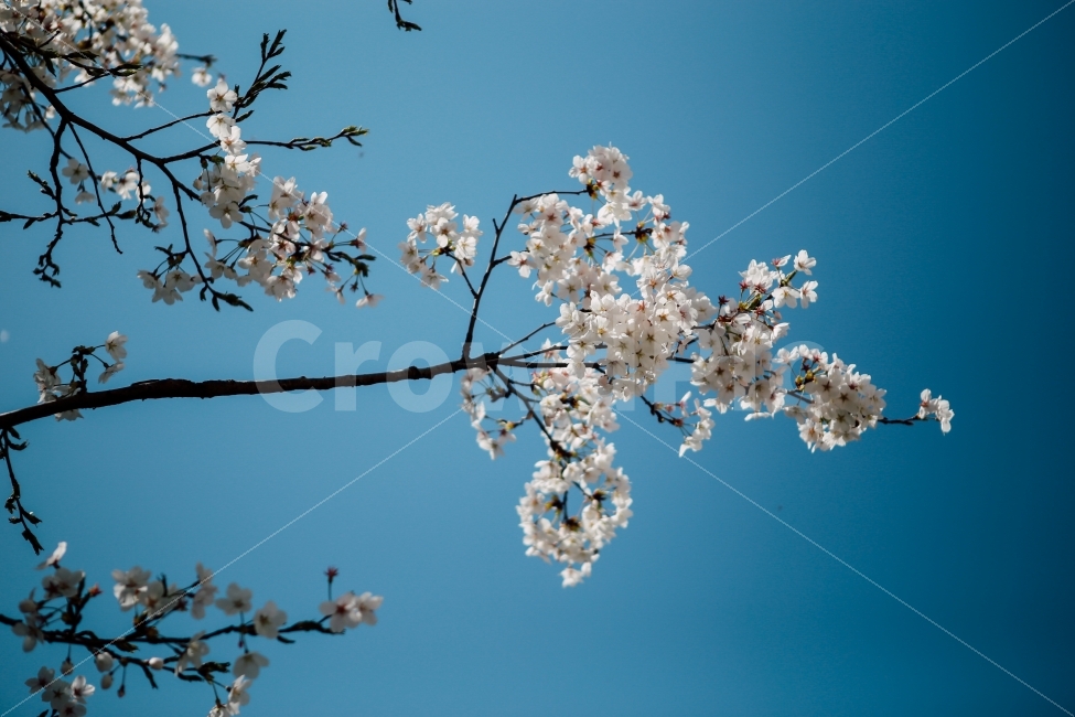 벚꽃,벚나무,봄,벚꽃하늘,푸른하늘,cherryblossoms,cherrytree,식물,자연,plants,nature,봄,계절,spring,season,꽃,flower,plant,blossom