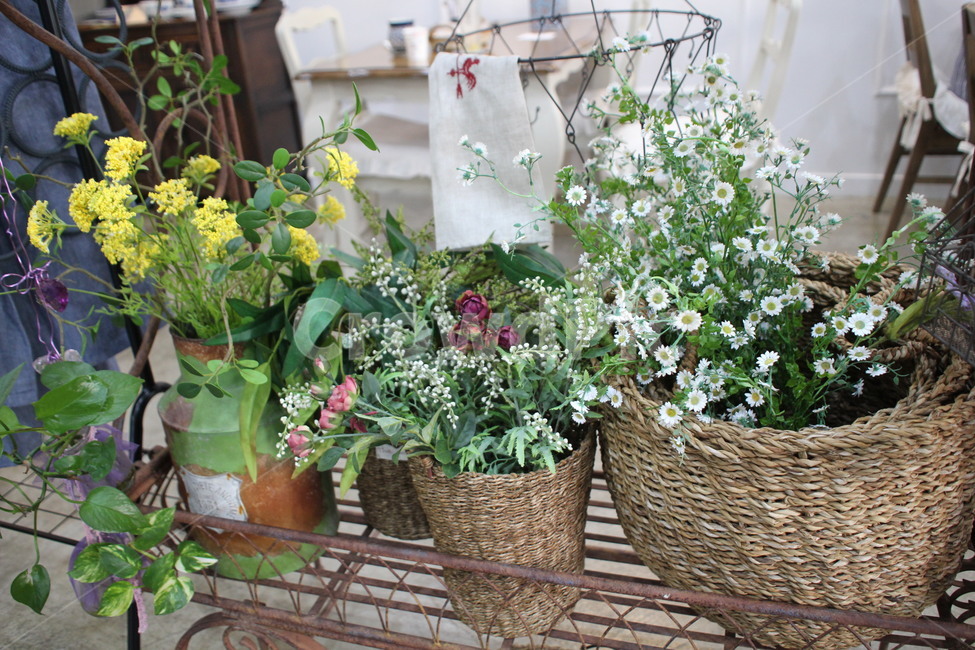데이트,plant,식물,실내인테리어,실내식물,식물,자연,plants,nature,꽃,flower,실내용화초,화분,화초,house plant
