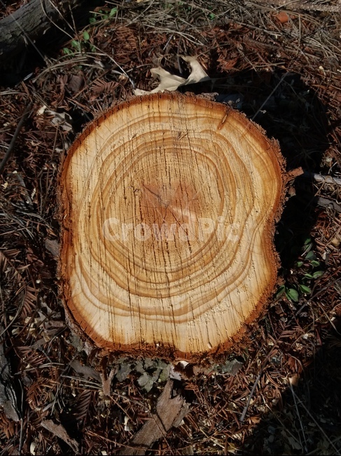 등걸,나이테,단면,밑동,annualring,나무무늬,나무모양,자른나무,식물,자연,plants,nature,나무,trees,wood