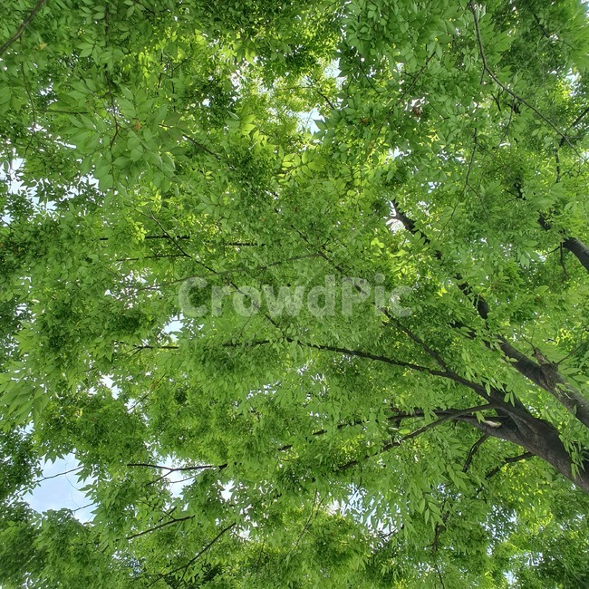 자연,나무,가을,청정,하늘,초록,자연,풍경,nature,landscape,tree,plant,식물