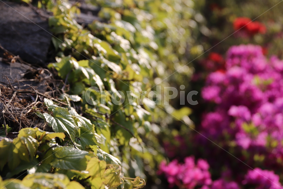 담쟁이넝쿨,넝쿨,풍경,자연,꽃,식물,자연,plants,nature