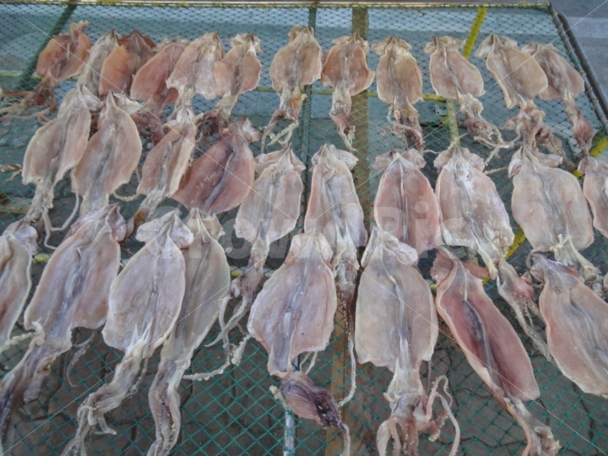 정열,오징어,느낌사진,감성사진,정리,건어물,음식,식재료,요리,food,cook,meal,dishes,food reserves,수산물,해산물,fishery products,seafood