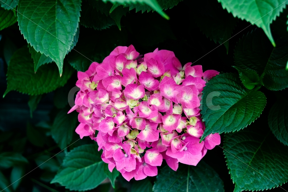 수국,자연,꽃,아름다움,감성,식물,자연,plants,nature,꽃,flower