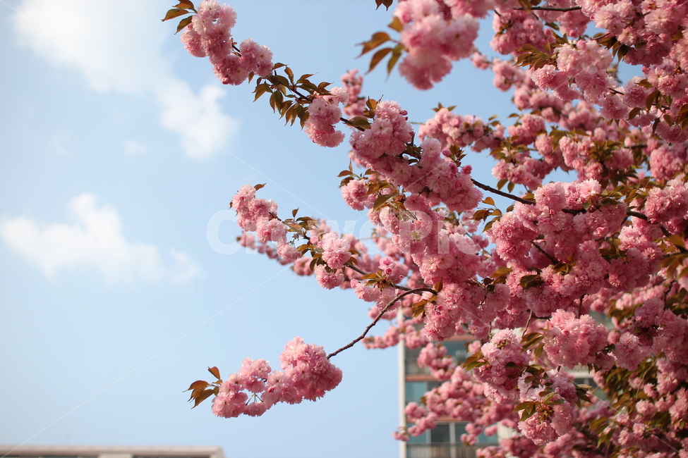 핑크,겹벚꽃,왕벚꽃,벚꽃,정원,꽃,flower,blossom,식물,plant,sakura,하늘,봄,구름,봄꽃,pink,야외,봄,계절,spring,season
